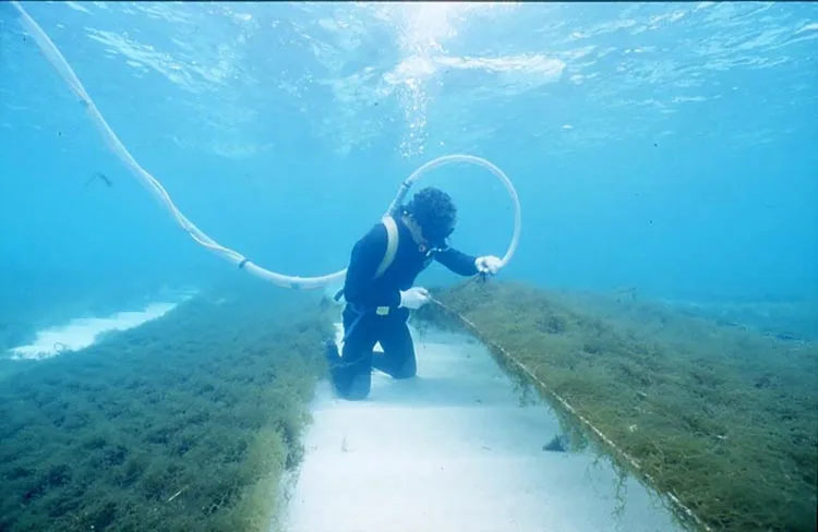 [Mozuku soap, sea honey (2) with one foaming net] seaweed mozuku