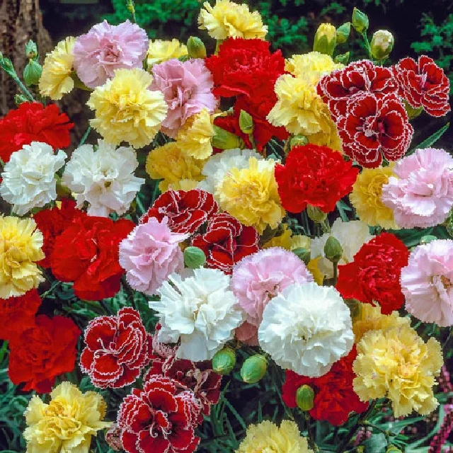 Fresh cut flower wholesale supplier Factory Latest Artificial carnation wedding table Mother Day Gift Dried Fresh Real Natural