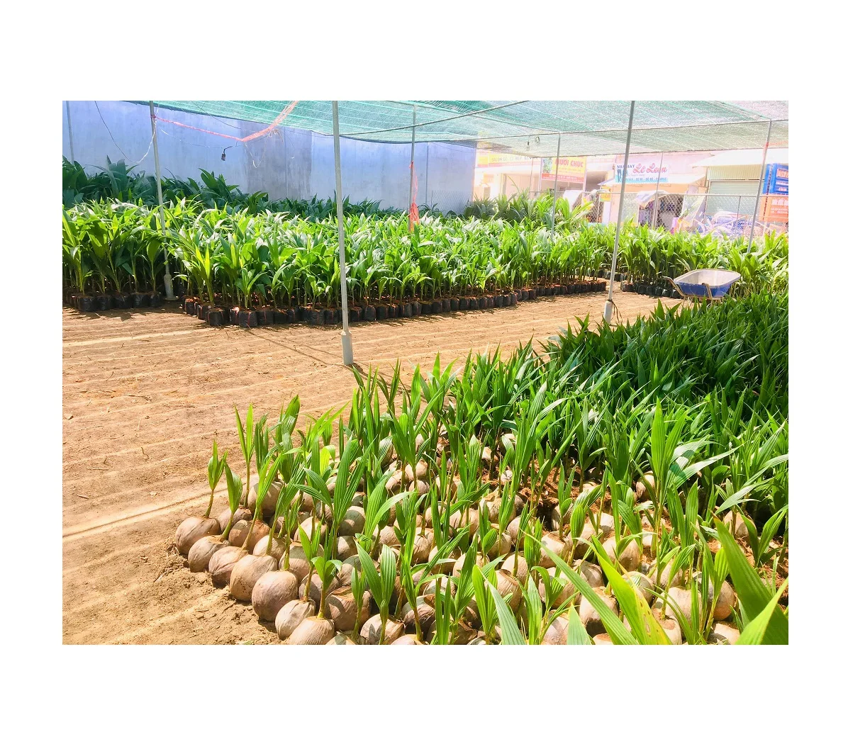 Кокосовое дерево/зеленое сиамское кокосовое дерево для садоводства из Вьетнама