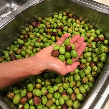 
 New Season High Quality Green olive,Fresh olive Pitted Green Olives/Olive seeds  