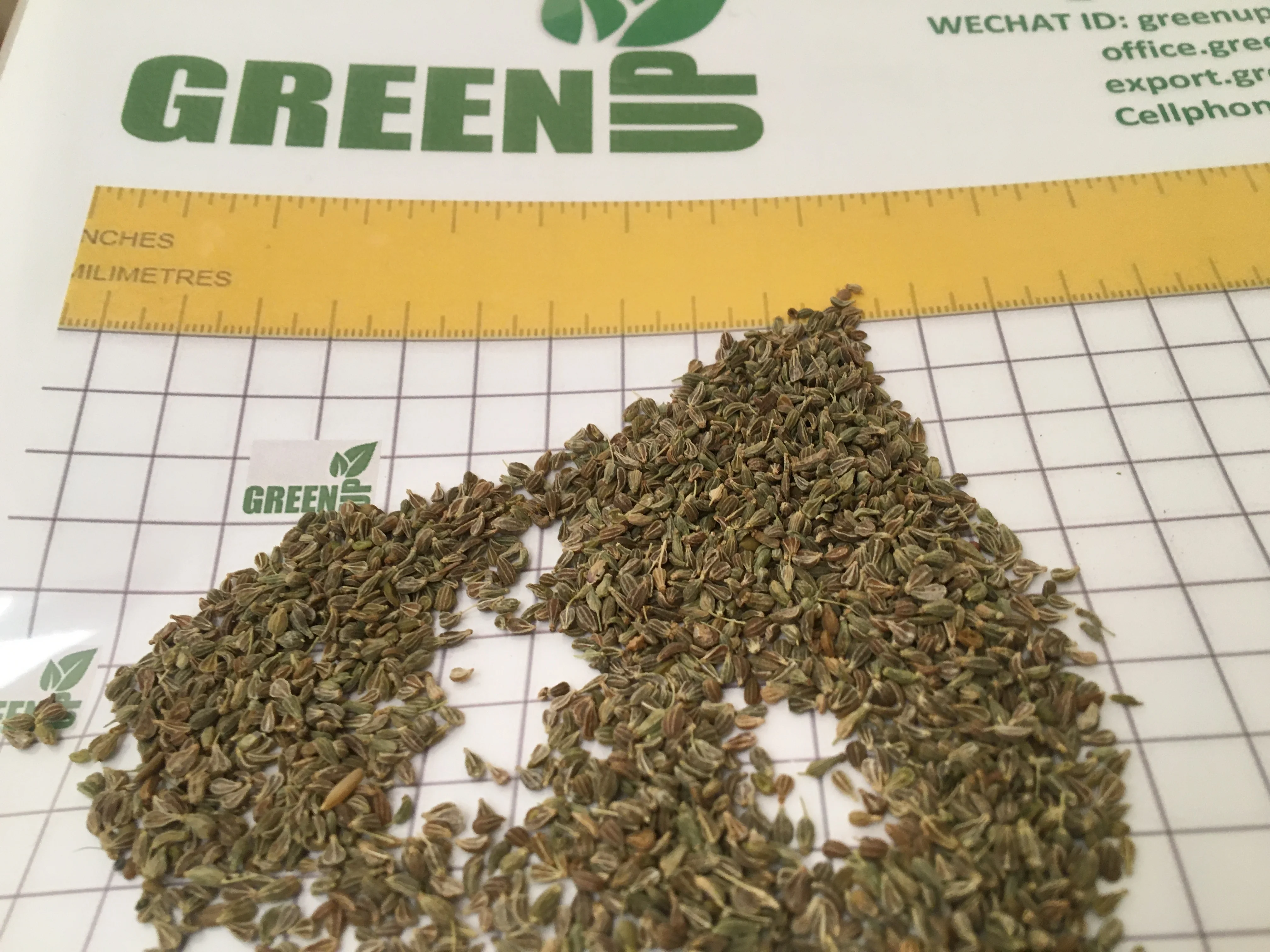 anise seeds Pimpinella anisum anise  herbs  high quality no stem no small seeds good for tea and no empty seeds fresh crops