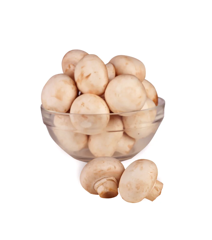 
High Quality Mushroom Export Price 