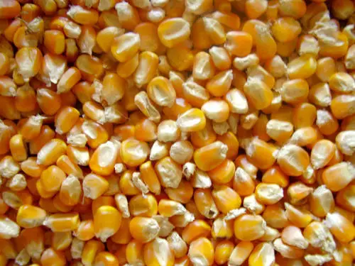 
Top quality Dried Yellow Corn - Maize Dry For Animal Feed 