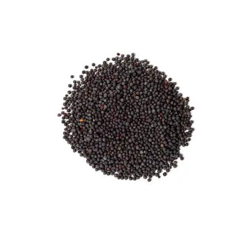 100 % Quality Top Best Price Black Mustard Seeds - Brassica nigra Price