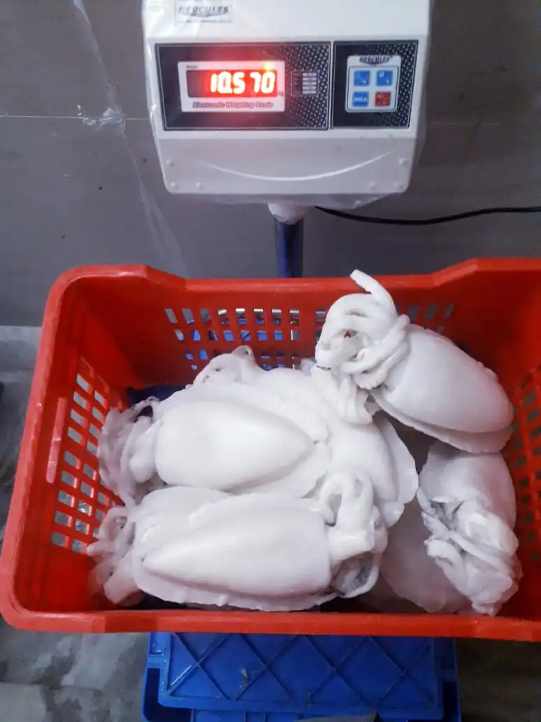 Frozen whole cleaned Cuttlefish, individual frozen cleaned cuttlefish from India