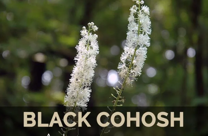 
Organic Greek Black Cohosh Tablets 600mg Enhance Muscular Strength Actaea Racemosa Dried Herb Black Cohosh Nutritional Tablet 