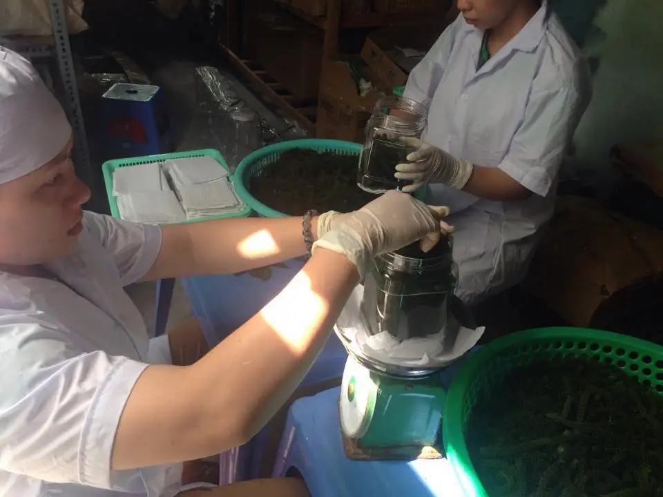 Sea Grape high quality and competitive price for exporting year 2021