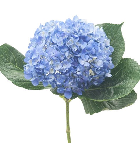 Super fresh cut ortenisa finest quality premium size (20/21) cm SCHOKING BLU fresh flowers hydrangea decorative flowers