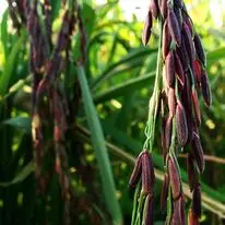 Органический рисовый рис из тайского жасмина, здоровые темно-фиолетовые зерна, тайский фермер