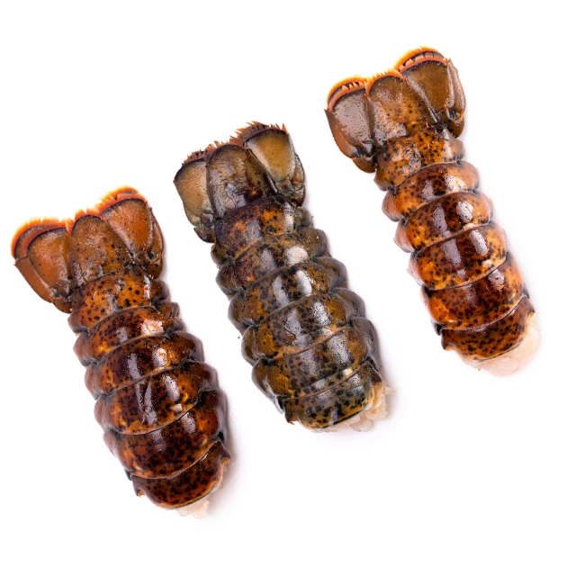  chinese spiny lobster (panulirus stimpsoni)