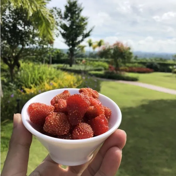 Thailand Dried Strawberry From Chiangmai Where Is The Most Famous About Strawberry