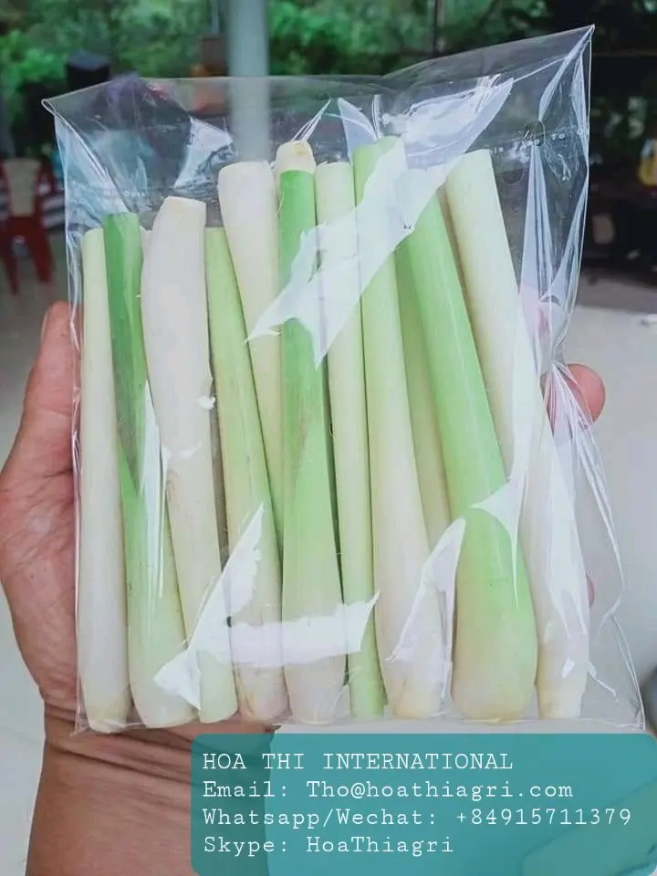 6 Months Shell Life Raw Processing Type Natural Green Stick Shape 6 Months Shell Life  Fresh Lemongrass