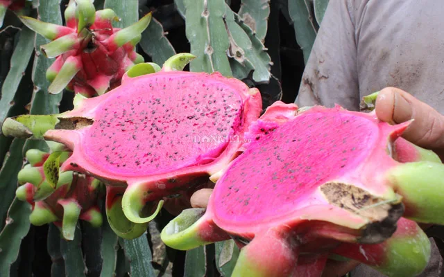 
High quality fresh dragon fruit/ Red and white dragon fruit (+84 589330283 Whatsapp /Ms Daisy) 