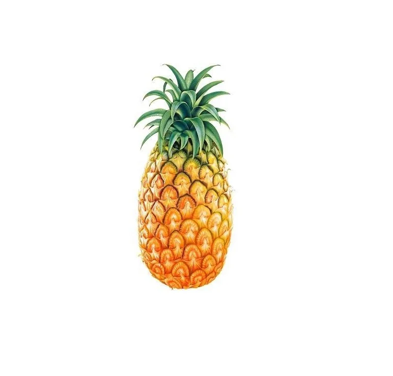 Сочные свежие ананасы возможно необработанные ананас comosus или сосновые яблоки из бангладеш