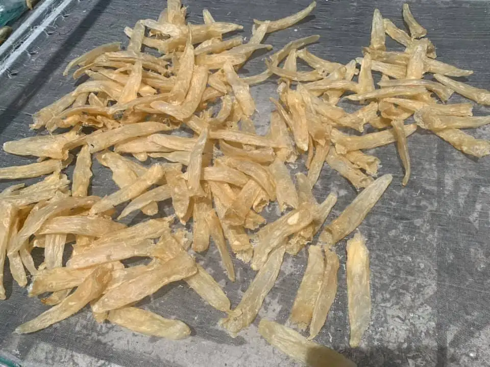  Природа PANGASIUS трубка Тип рыбы MAW-Лучшая цена