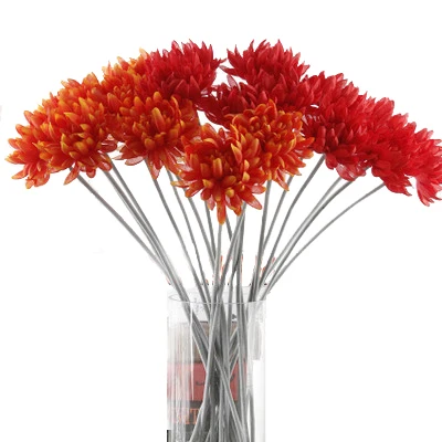 
Fresh cut Chrysanthemums flower 