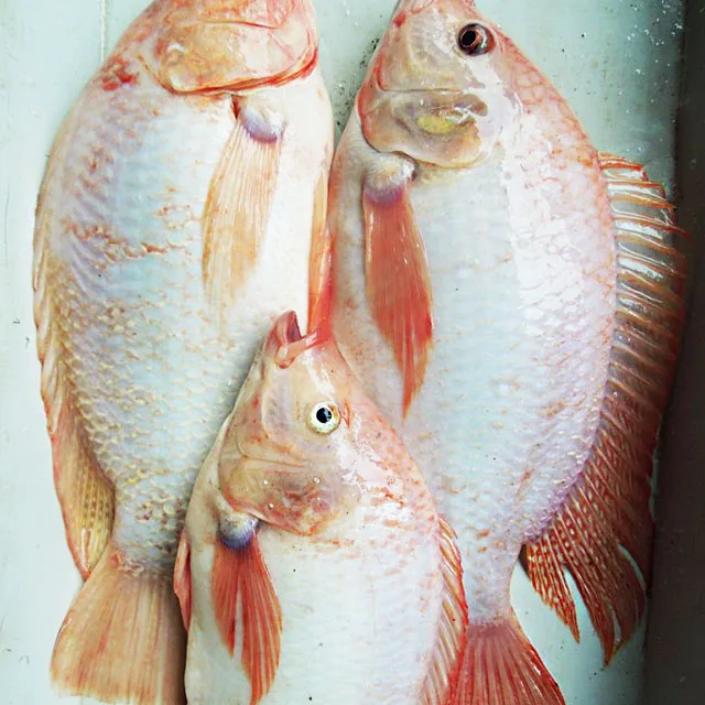 Высококачественный свежий красный Змеиный и замороженный алый