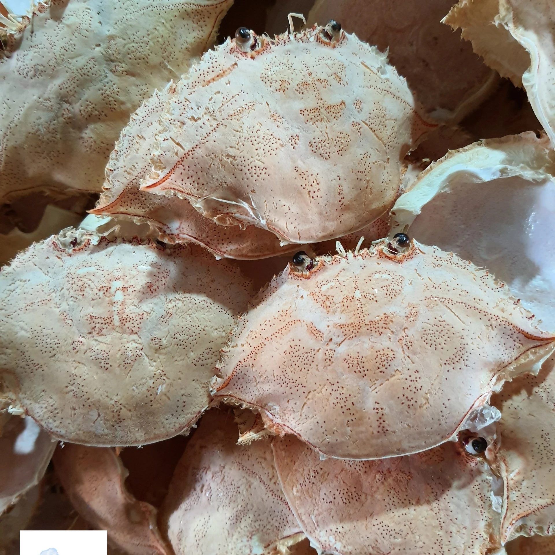 DRIED CRAB SHELL FOR FOOD STUFFED - RESTAURANT - CARTERER CRAB SHELL