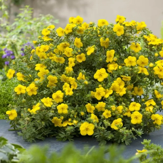 High quality kuril tea