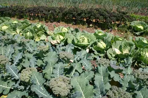 
Good Price 100% Maturity New Crop High Quality Hot Sale Fresh Viet Nam Broccoli Frozen Storage 