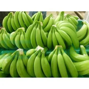 Philippine Premium Fresh Cavendish Banana Green Banana for Sale