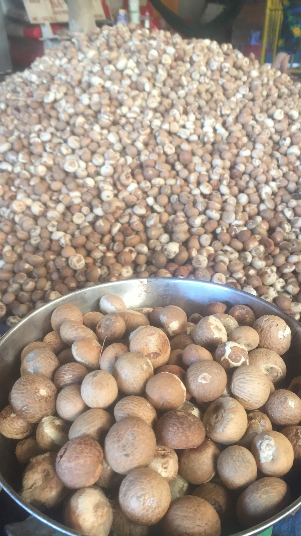 
Supplying Dried whole Areca nut/ Betel nut from Vietnam with high quality_vikafoods (WhatsApp/Wechat: + 84 983 028 718) 