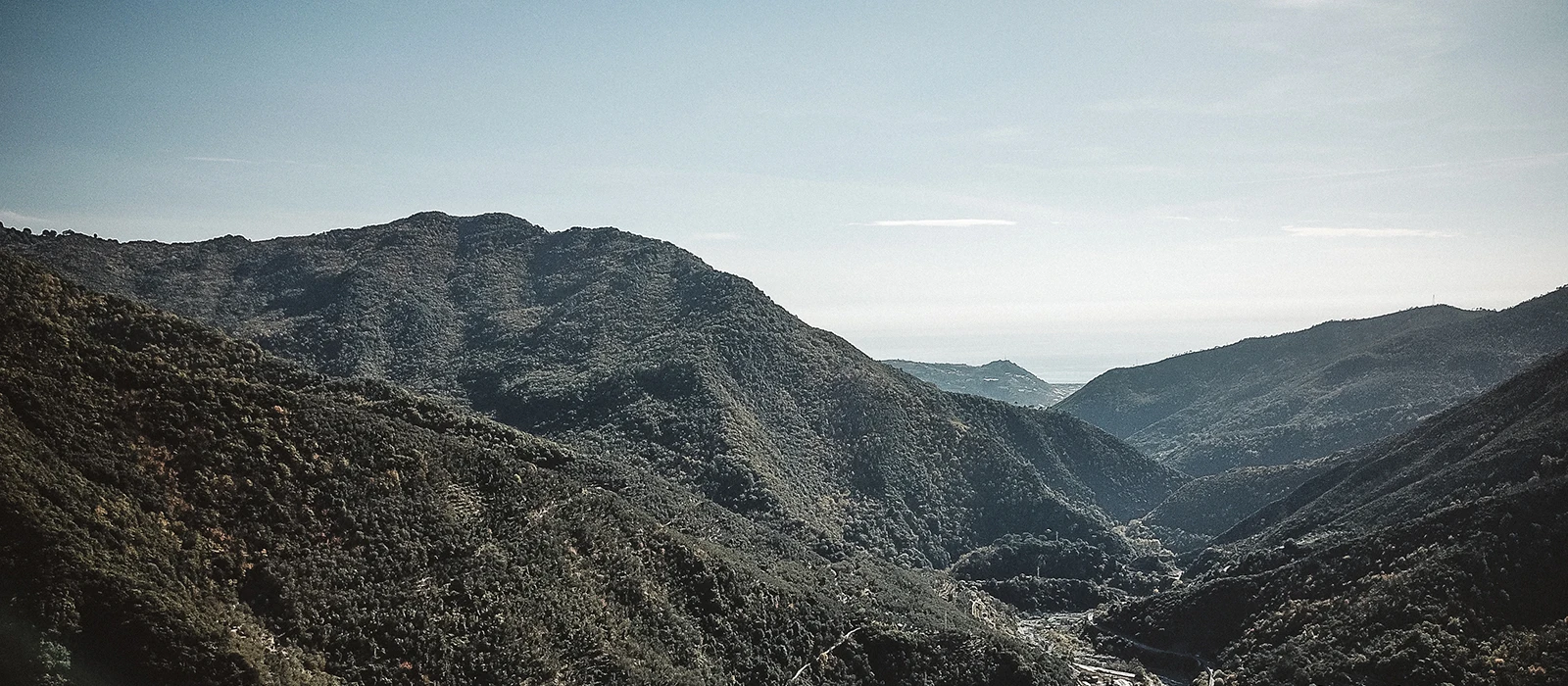 
High Quality Italian Extra Virgin Olive Oil Monocultivar Taggiasca 100 ml Bottle 