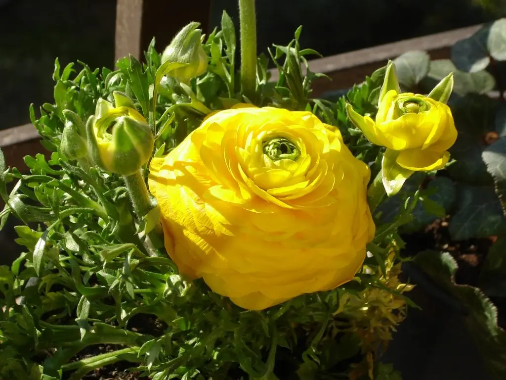 Оптовая продажа свежие настоящие цветы Высококачественные режущие