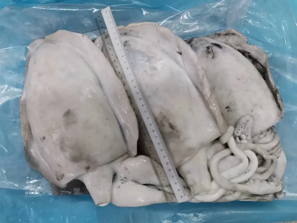 Malaysia Seafood Frozen Whole Round Cuttlefish For 2 Years Shelf Life With Top Grade BestPrice