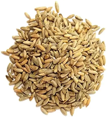 Pure Highest Quality Agriculture Grain Organic Rye for Bulk Purchase