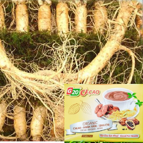 
Wholesale Price Nutritional Beverages Low-Fat Weight Control Cocoa Ginseng Reishi From Vietnam 