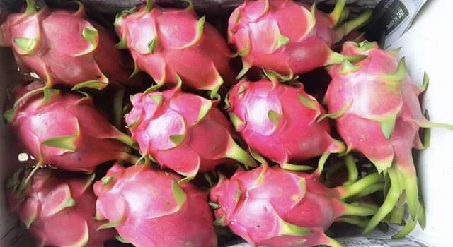 EWC High Quality Red Meat And Round Ball Maturity 100% Fresh Dragon Fruit Red Meat