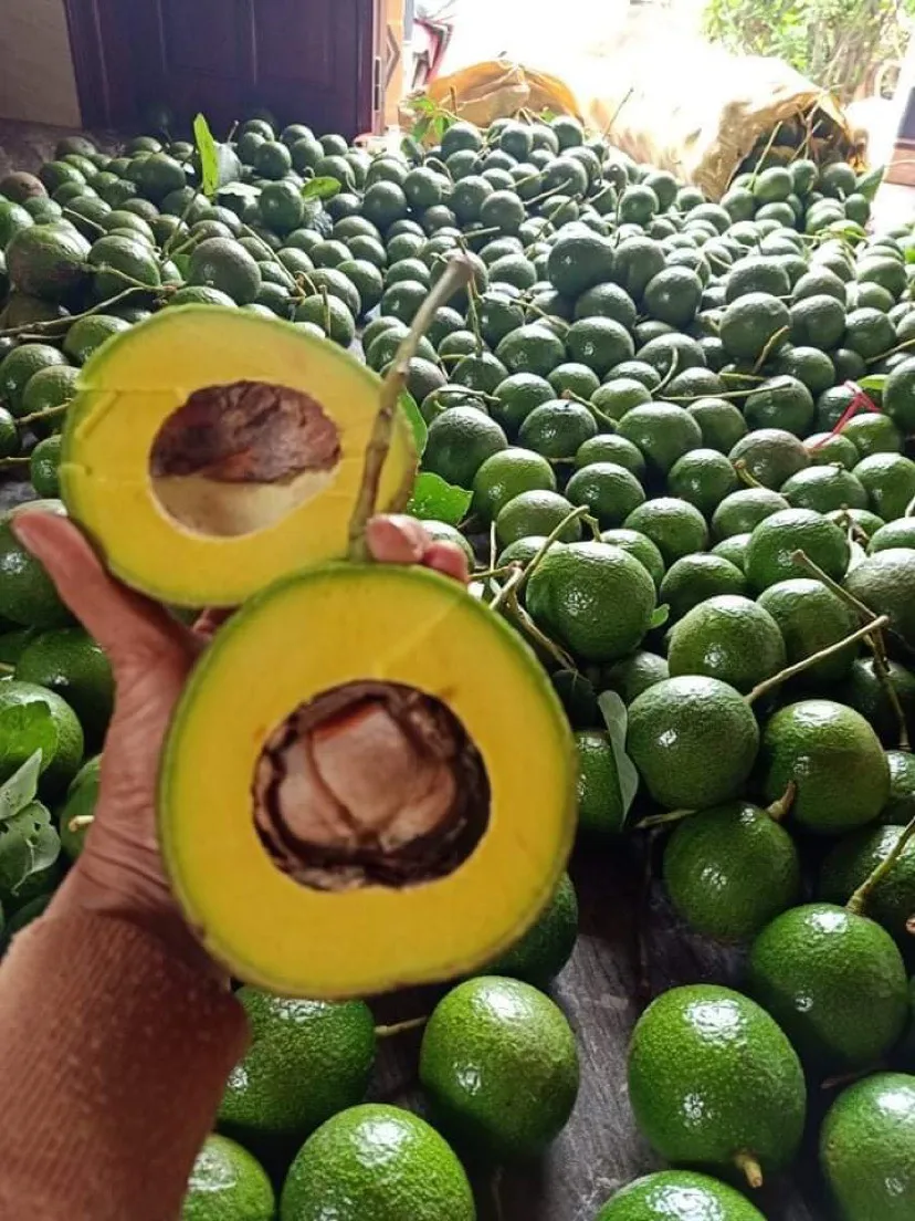 Свежий авокадо из Вьетнама для экспорта по лучшей цене стандартный высококачественный фрукт