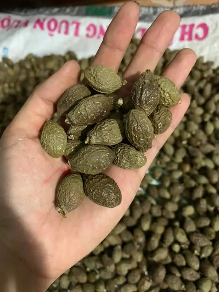[Hot Selling ] Dried Malva Nut Fruit High Quality Natural Nuts/ Ms. Nary +84 976 592 207