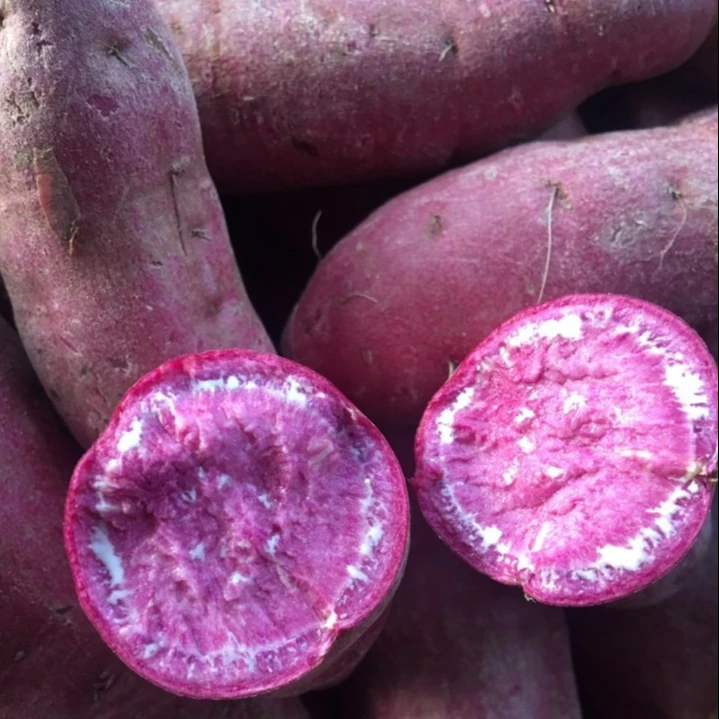 top quality Fresh Japan Sweet Potato, contact  +8484963818434 whatsapp