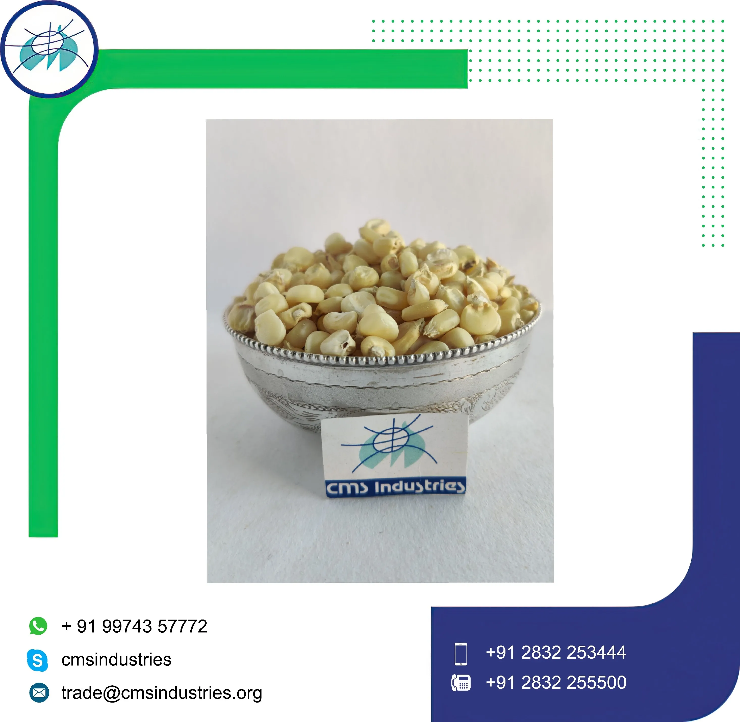 Latest Crop White Corn to Feed Animal