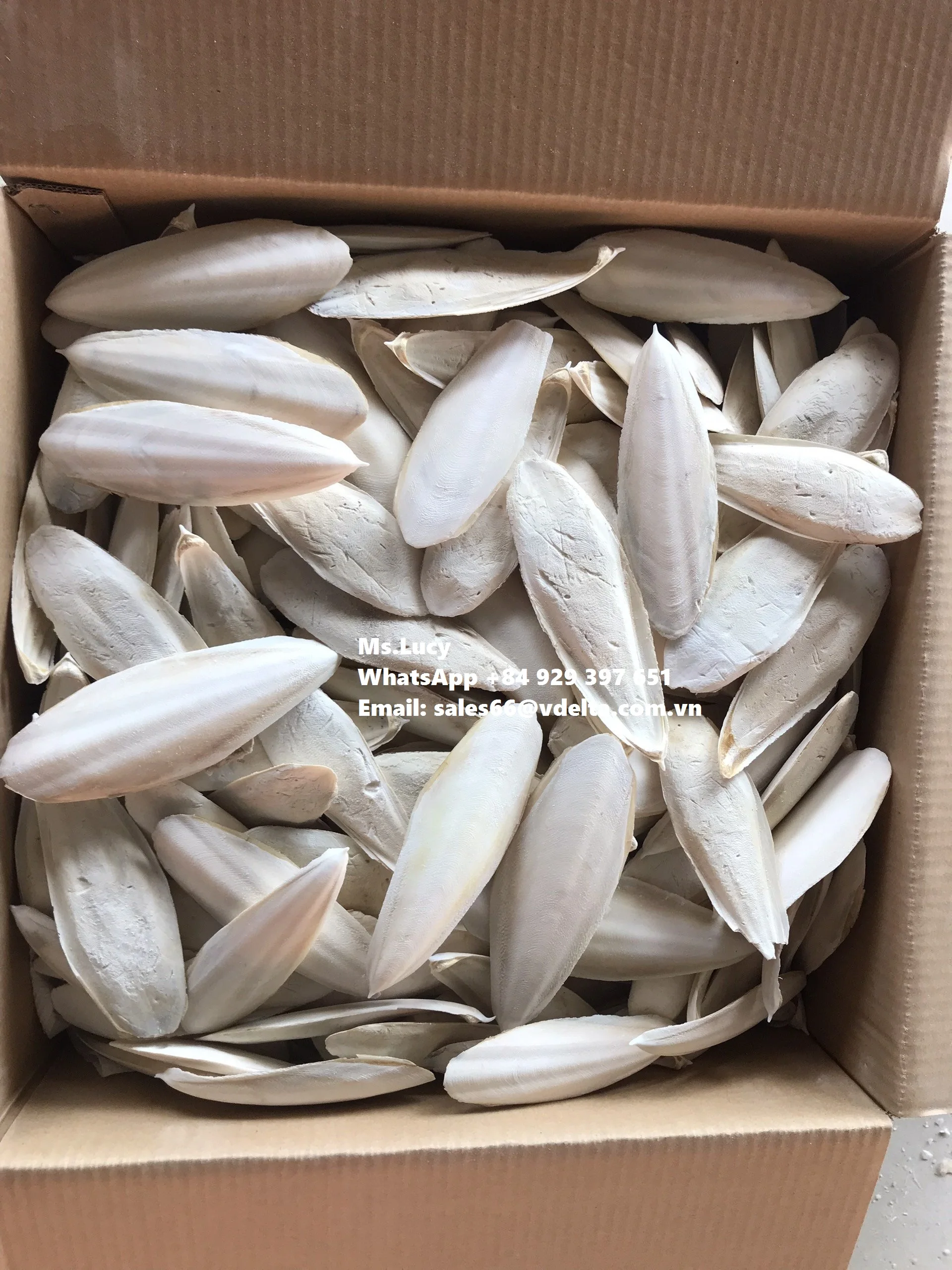 Bulk Cuttlefish Bone for Bird/ Crushed Cuttlefish Bone/ Natural Cuttlefish Bone from Vietnam Ms.Lucy +84 929 397 651