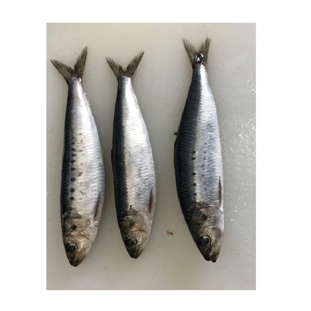 Good Freshness Whole Part Frozen Sardine With Weight 1kg/piece Low Sodium Low Salt