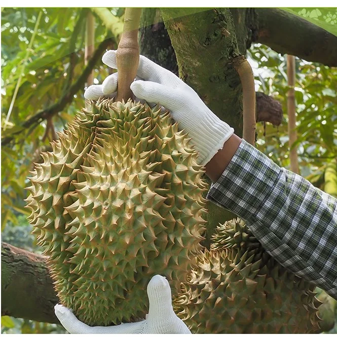 Organic Sweet MonThong Convention fresh durians With Weight 2 - 4 kgs From Thailand