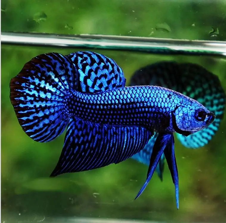 
WILD BETTA - Muticolor Thailand Betta Fish Premium Quality Plakat Siamese Fighting Fish Ornamental Aquariums 