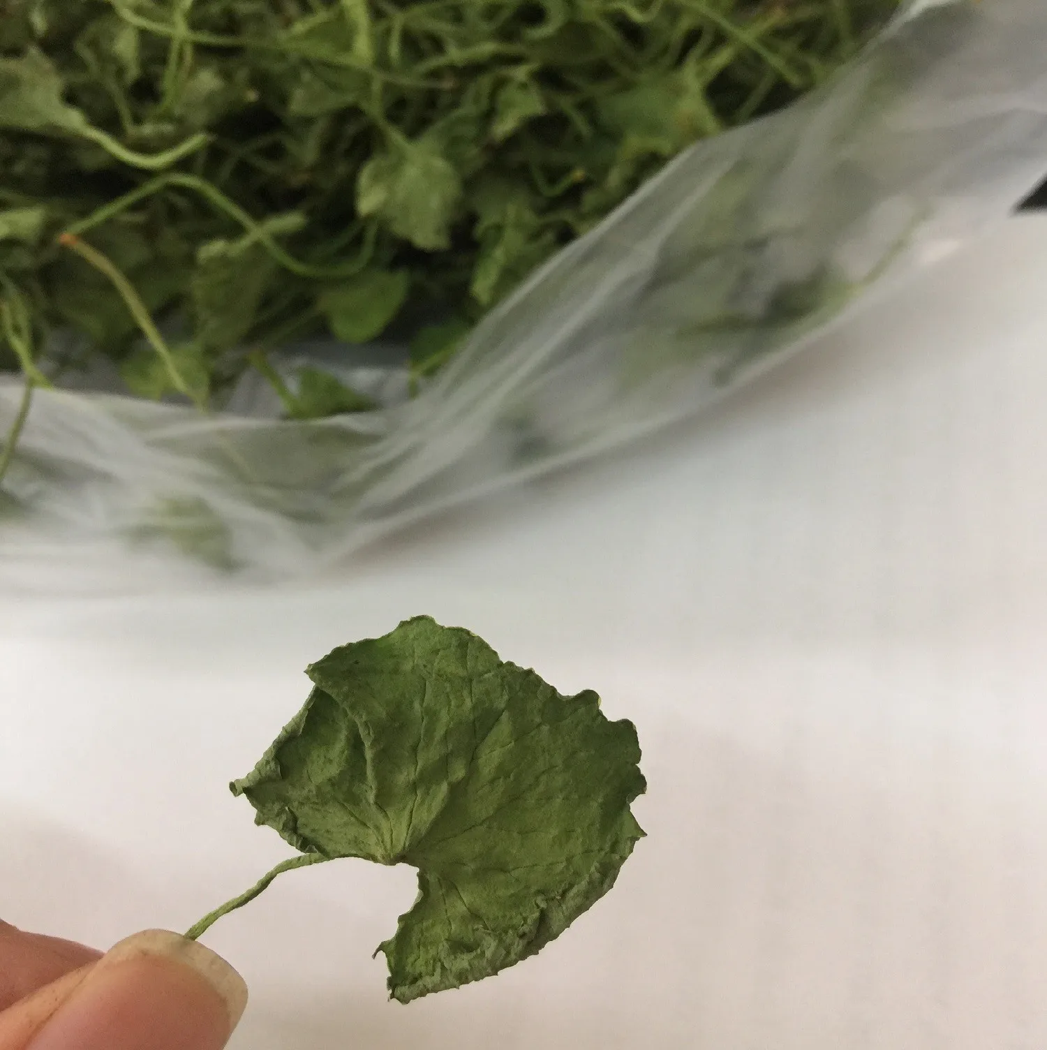 Pure Centella Asiatica Powder Gotu Kola Powder Mandukaparni Pennywort Leaves With High Quality 0084947900124