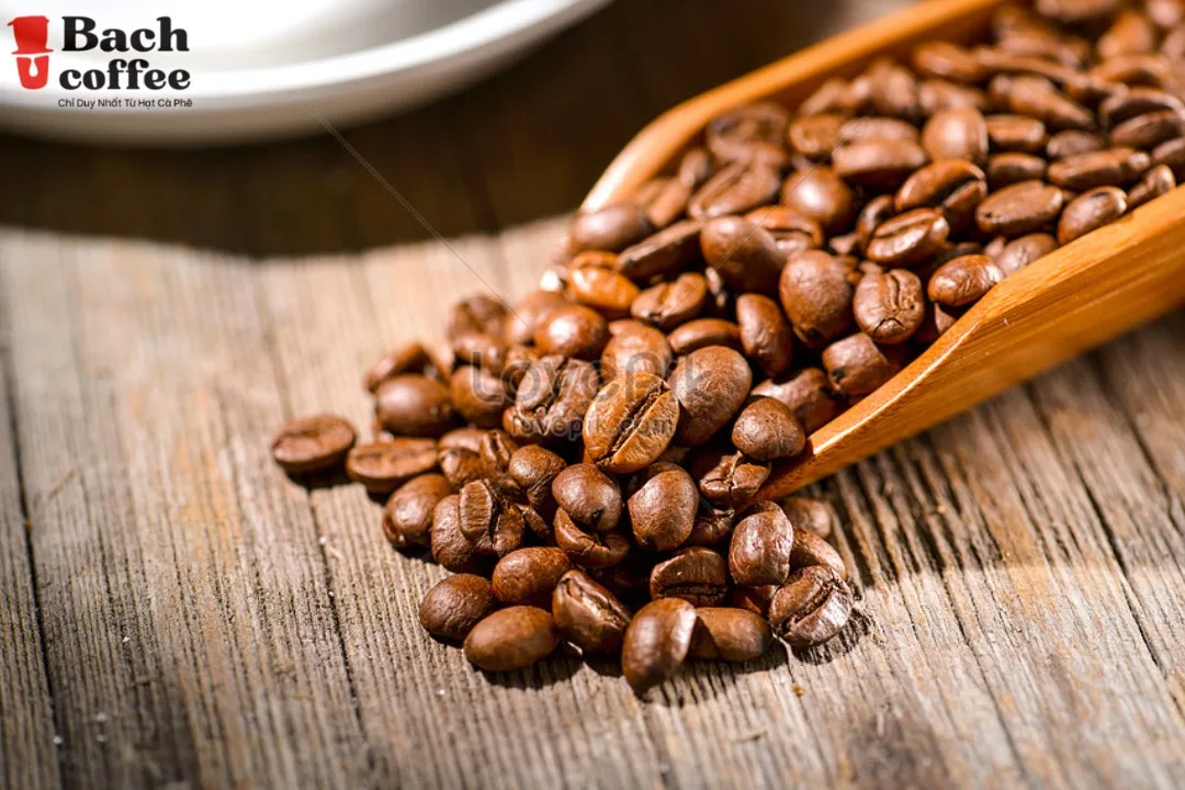 
Bach Viet nam - Whole Bean Coffee Blend, Medium Espresso Roast- Combine Arabica coffee and Robusta coffee- Fair trade 