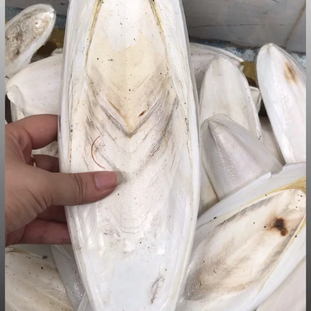 Высококачественная вьетнамская косточка Для морской слепки высшего сорта