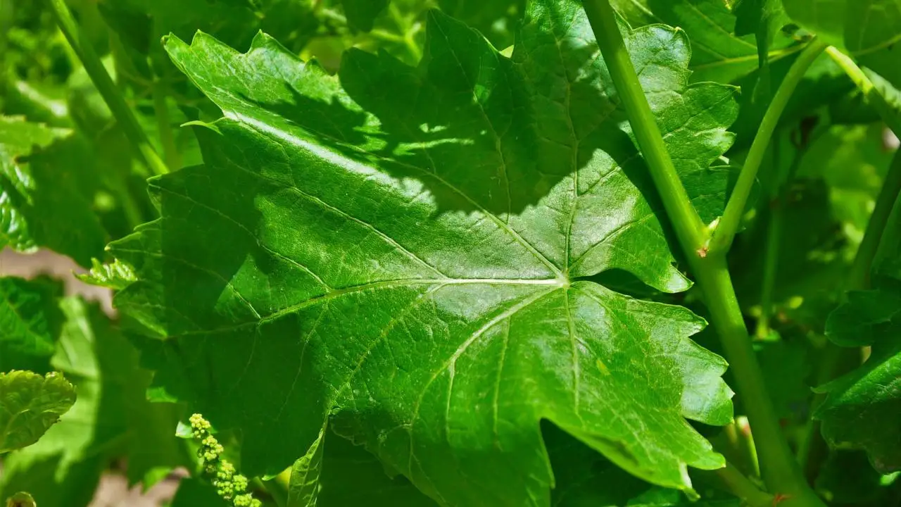 %100 NATURAL Good Quality Style Storage Normal Raw Water Origin Type Life Cool Packaging Salted in Brine Vine Leaves