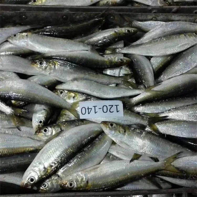 Sardine Wholesale Frozen Sardine for Canning Whole Round Price Frozen HGT Sardine