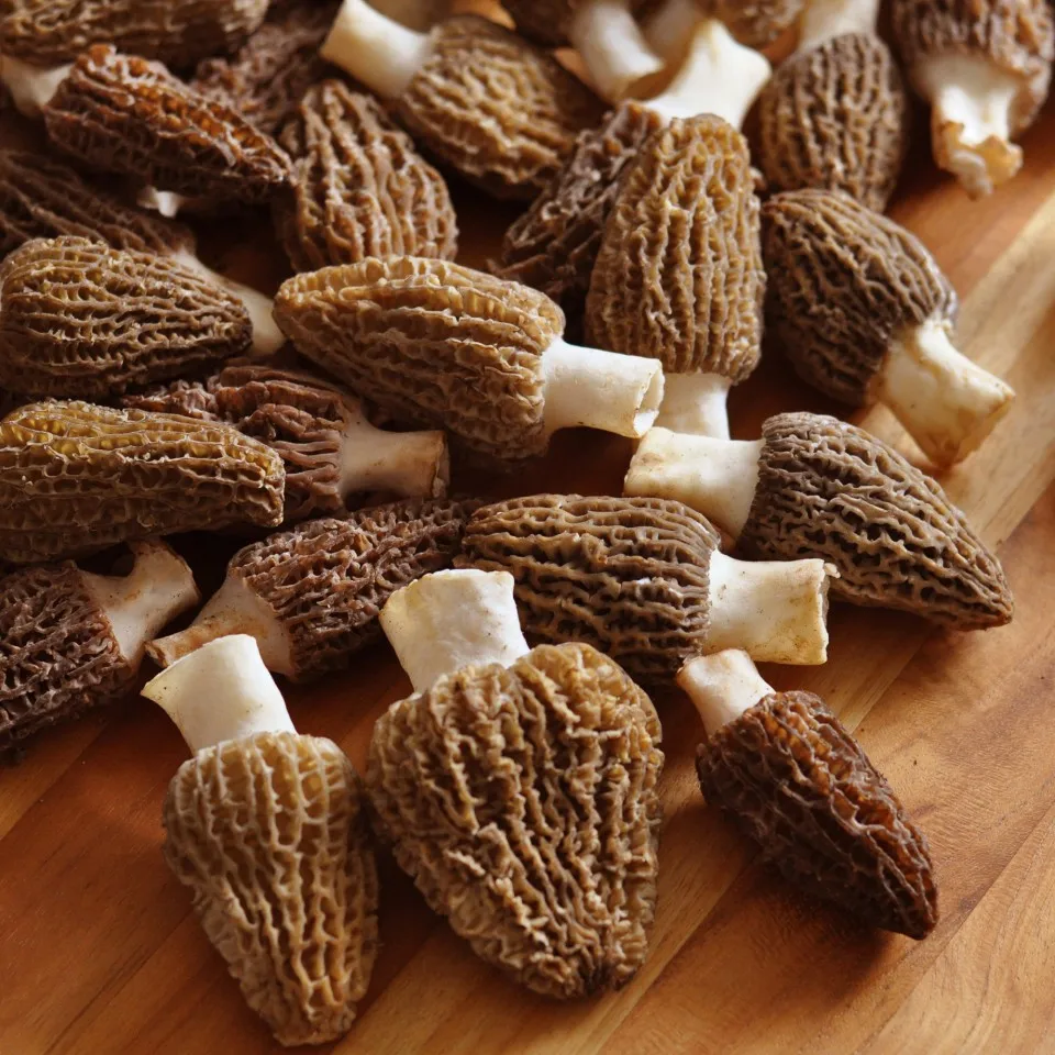 Low Price Wholesale Premium Quality Long Lasting Fresh Morel Mushrooms - Made in Turkey