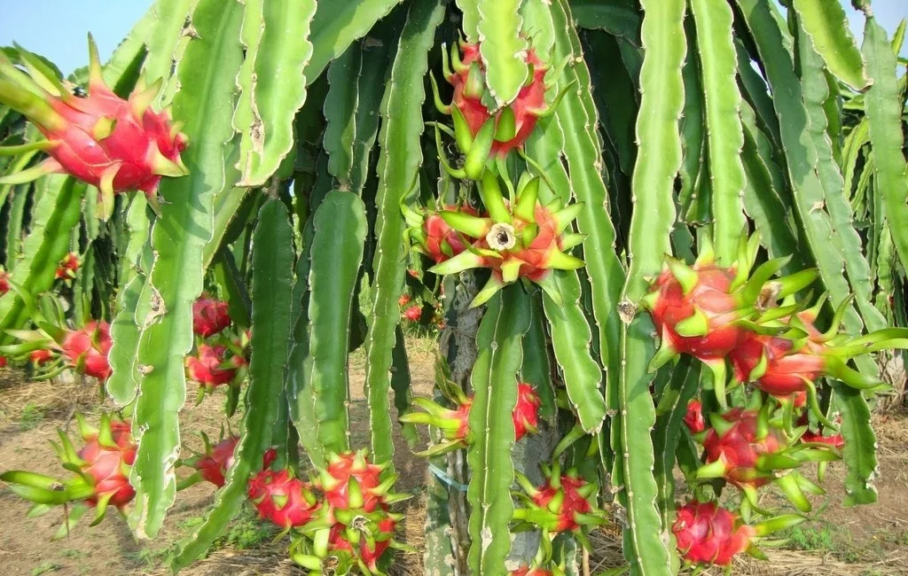 Best  sell White and red dragon fruit seeds  -  Fresh organic fruit  with LC/TT at sight for wholesale