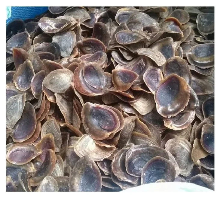 Ракушки из морских ракушек мурекс-оперкулум ракушки/желудочки