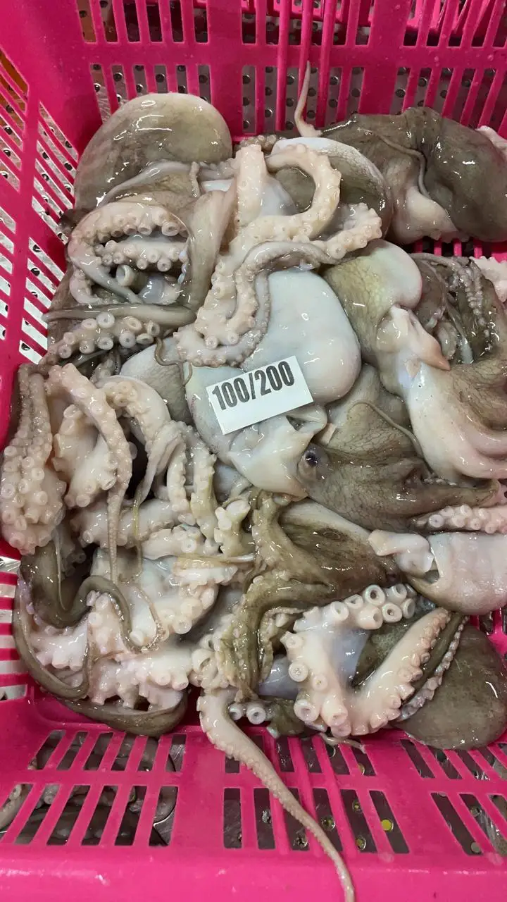Top quality block frozen Octopus whole long arm from India, frozen octopus for sale