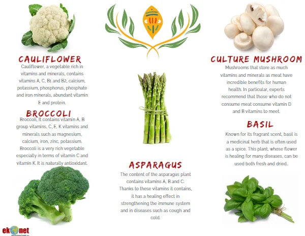 Fresh Basil Bulk High Quality from Turkey Wholesale Green Color Flat Leaf 2022